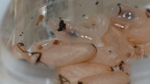 [Blog] Camponotus vagus, P1040182.JPG