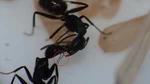 [Blog] Camponotus vagus, P1040202.JPG