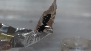 On voit tes fesses !, [Blog] Camponotus vagus