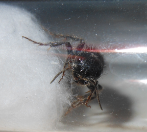 [Guêpe] Etrange reine inconnue du Vaucluse, 3.png