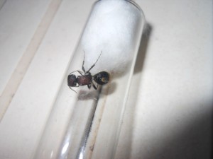 [Guêpe] Etrange reine inconnue du Vaucluse, 4.JPG