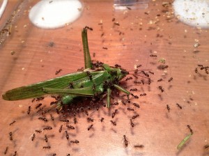 [Blog] Les Messor barbarus d'Etienne, IMG_0745.JPG