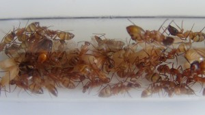 [Blog] Camponotus festinatus (Libertango), -DSC00308.jpg
