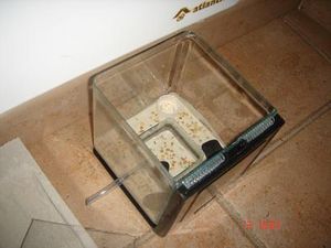 L'ADF quasiment terminé : fond en mortier colle pour BC (il m'en restait du blindage et je suis contre le gaspillage) décoration : cailloux et grains concassés + un espace creux pour la réserve d'eau (bouchon), Mon 5ème premier nid =)