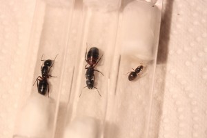 [Camponotus ligniperdus et herculeanus] Deux Camponotus, IMG_9446.JPG
