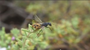 **Fin** [Blog] Camponotus fulvopilosus, Photo 0.jpg