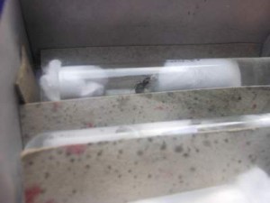 Première photo, [Lasius] 5 gynes d'Isère
