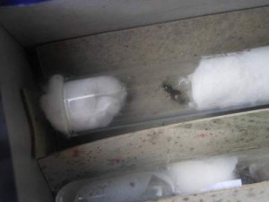 Photo ou l'on voit une couleur brune, [Lasius] 5 gynes d'Isère