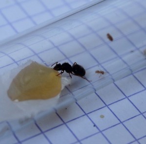 [Lasius sp. jaune] Nouvelle gyne !, Photos nikons p100 041.jpg