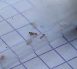 [Lasius sp. jaune] Nouvelle gyne !, Photos nikons p100 040.jpg