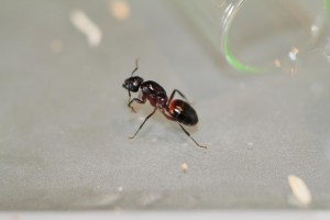 photo 2, [Camponotus] Alsace