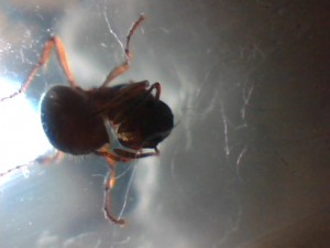 [Blog] 4 gynes ça fait beaucoup. Sauf chez Myrmica., Picture 122.jpg