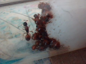 [Blog] 4 gynes ça fait beaucoup. Sauf chez Myrmica., Picture 125.jpg