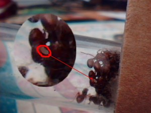 [Blog] 4 gynes ça fait beaucoup. Sauf chez Myrmica., Picture 126.jpg