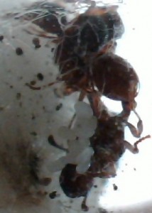 [Blog] 4 gynes ça fait beaucoup. Sauf chez Myrmica., Picture 130.jpg
