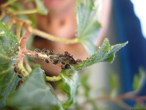 Crematogaster scutellaris et puceron sur du lierre, Concours Photo Décembre 2009
