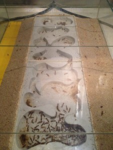 Les fourmis du Palais de la découverte, IMG_1725.JPG