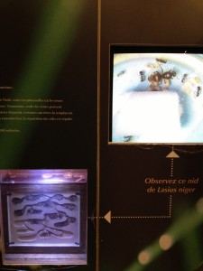 Les fourmis du Palais de la découverte, IMG_1724.JPG