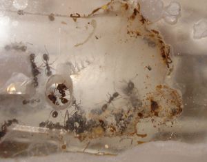 BEURK, Pourquoi les Messor mettent leurs excréments sur les vitres ?