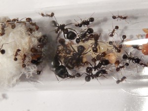 [Blog] Messor arenarius, DSCN0763.jpg