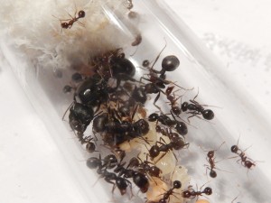 [Blog] Messor arenarius, DSCN0765.jpg