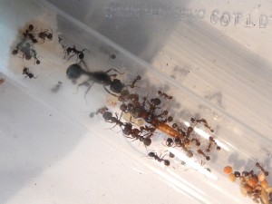 [Blog] Messor arenarius, DSCN0824.jpg