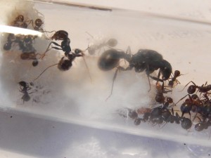 [Blog] Messor arenarius, DSCN0830.jpg