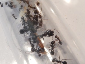 [Blog] Messor arenarius, DSCN0839.jpg