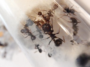 petit nettoyage !!, [Blog] Messor arenarius