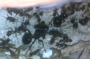 [Blog] Mes Messor capitatus, Photo9.jpg