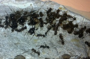 [Blog] Mes Messor capitatus, Photo7.jpg