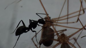[Blog] Camponotus vagus, P1040321.JPG