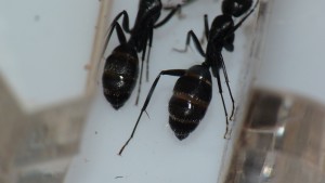 Alors, qui a la plus grosse ?, [Blog] Camponotus vagus
