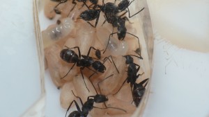 [Blog] Camponotus vagus, P1040367.JPG