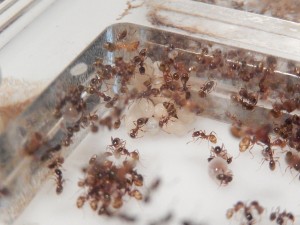 [Blog] Pheidole pallidula de sub012, DSCN0883.jpg
