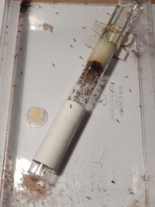 [Blog] Pheidole jucunda, DSCN0709.jpg