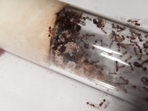 [Blog] Pheidole jucunda, DSCN0712.jpg