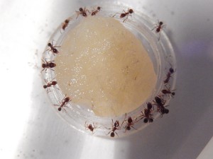 [Blog] Pheidole jucunda, DSCN0720.jpg