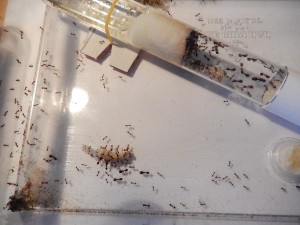 [Blog] Pheidole jucunda, DSCN0912.jpg