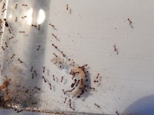 [Blog] Pheidole jucunda, DSCN0914.jpg