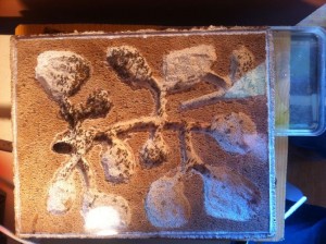 [Blog] La colonie de Miss Lasius, IMG_1218.JPG