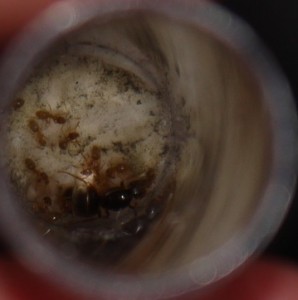 Lasius sp jaunes, Mes petites pensionnaires