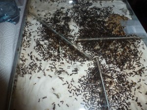 [Blog] Messor barbarus de LeeB056, 026.JPG