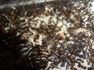 [Blog] Messor barbarus de LeeB056, 033 cpr.jpg