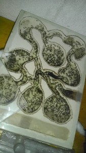 [Blog] Colonie de Lasius sp de Lockmar, IMAG0119.jpg