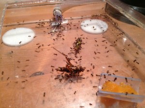 [Blog] Les Messor barbarus d'Etienne, IMG_0828.jpg