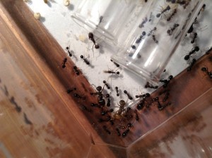 [Blog] Les Messor barbarus d'Etienne, IMG_0849.JPG