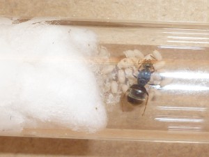 [Blog] Mes Lasius Sp Noir, P1050918.JPG
