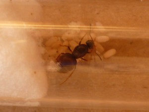 [Blog] Mes Lasius Sp Noir, P1050922.JPG