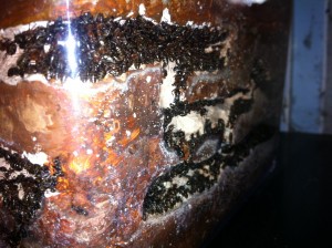 Mes Formica sanguinea, Photo3.jpg